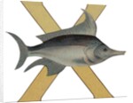 X Is For X-Ray Fish Illustration by Anonymous