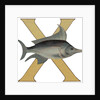 X Is For X-Ray Fish Illustration by Anonymous