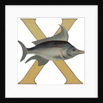 X Is For X-Ray Fish Illustration by Anonymous