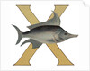 X Is For X-Ray Fish Illustration by Anonymous