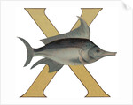 X Is For X-Ray Fish Illustration by Anonymous