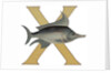 X Is For X-Ray Fish Illustration by Anonymous