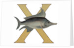 X Is For X-Ray Fish Illustration by Anonymous