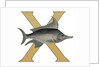 X Is For X-Ray Fish Illustration by Anonymous