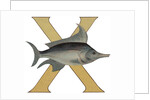 X Is For X-Ray Fish Illustration by Anonymous