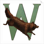 W Is For Wolverine Illustration by Anonymous