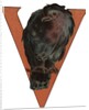 V Is For Vulture Illustration by Anonymous