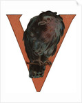 V Is For Vulture Illustration by Anonymous
