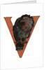 V Is For Vulture Illustration by Anonymous
