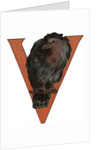 V Is For Vulture Illustration by Anonymous