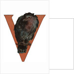 V Is For Vulture Illustration by Anonymous