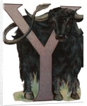 Y Is For Yak Illustration by Anonymous