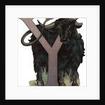Y Is For Yak Illustration by Anonymous