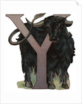 Y Is For Yak Illustration by Anonymous
