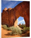Pine Tree Arch in Arches National Park by Anonymous