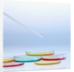 Petri Dishes by Anonymous