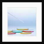 Petri Dishes by Anonymous