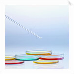 Petri Dishes by Anonymous