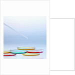 Petri Dishes by Anonymous