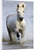 Camargue Horse Running in Water by Anonymous