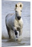 Camargue Horse Running in Water by Anonymous