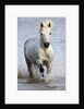 Camargue Horse Running in Water by Anonymous
