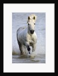 Camargue Horse Running in Water by Anonymous