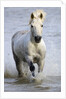 Camargue Horse Running in Water by Anonymous