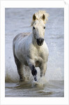Camargue Horse Running in Water by Anonymous