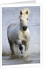 Camargue Horse Running in Water by Anonymous