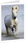 Camargue Horse Running in Water by Anonymous