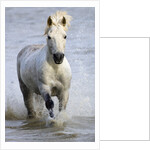 Camargue Horse Running in Water by Anonymous