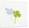 Four Leaf Clover by Anonymous