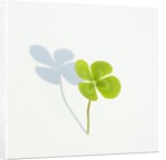 Four Leaf Clover by Anonymous