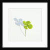 Four Leaf Clover by Anonymous
