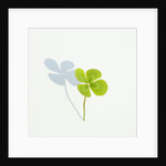 Four Leaf Clover by Anonymous