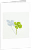 Four Leaf Clover by Anonymous