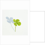 Four Leaf Clover by Anonymous