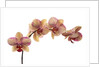 Orchid by Anonymous
