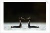 Great Crested Grebes in Courtship Display by Anonymous