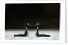 Great Crested Grebes in Courtship Display by Anonymous