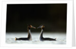 Great Crested Grebes in Courtship Display by Anonymous