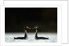 Great Crested Grebes in Courtship Display by Anonymous