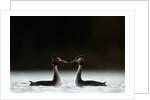 Great Crested Grebes in Courtship Display by Anonymous