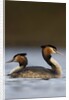 Pair of Great Crested Grebes by Anonymous