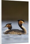 Pair of Great Crested Grebes by Anonymous