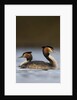 Pair of Great Crested Grebes by Anonymous