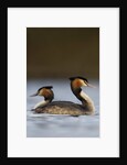 Pair of Great Crested Grebes by Anonymous