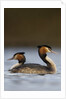 Pair of Great Crested Grebes by Anonymous