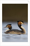 Pair of Great Crested Grebes by Anonymous